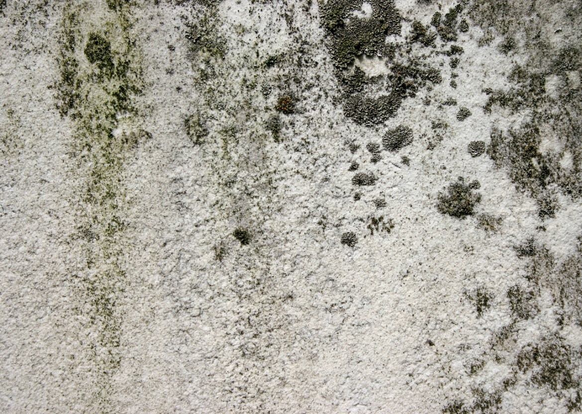 Food related mold allergy
