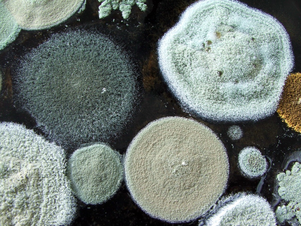 Food related mold allergy